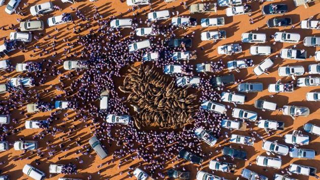 Cars and people surround camels for sale during the annual King Abdulaziz Camel Festival in Rumah, some 160 kilometres east of Riyadh, Saudi Arabia. (Faisal al-Nasser / AFP) Cars and people surround camels for sale during the annual King Abdulaziz Camel Festival in Rumah, some 160 kilometres east of Riyadh, Saudi Arabia. (Faisal al-Nasser / AFP)