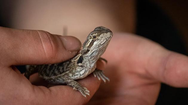 The man admitted to illegally importing more than 20 live water monitor lizards (representational image).(Unsplash)