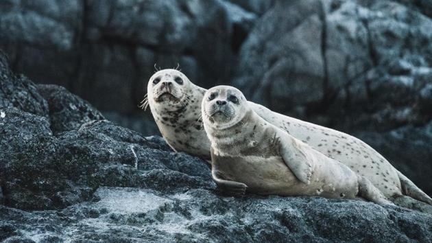 Dozens of tourists come each day to see the white-furred seal pups (representational image). (Unsplash) Dozens of tourists come each day to see the white-furred seal pups (representational image). (Unsplash)