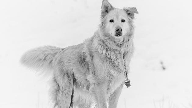 Wolves also have basic cooperation skills like dogs, says study. (Unsplash) Wolves also have basic cooperation skills like dogs, says study. (Unsplash)