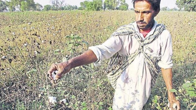 In four districts of Maharashtra, close to 90% of the cotton grown belongs to the illegal HtBT variety.(Reuters File Photo/Representative Image) In four districts of Maharashtra, close to 90% of the cotton grown belongs to the illegal HtBT variety.(Reuters File Photo/Representative Image)