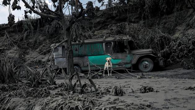 A dog left in a garage covered with ashes barks nearby the erupting Taal volcano in Talisay, Batangas. Ma. Antonio Bornas, the agency’s chief volcanologist, said Taal spurted fountains of lava early Monday while its ash and steam ejections slightly eased. It’s hard to tell when the eruption will stop, she said, citing the volcano’s similar restiveness in the 1970s that lasted for about four months. (Eloisa Lopez/REUTERS) A dog left in a garage covered with ashes barks nearby the erupting Taal volcano in Talisay, Batangas. Ma. Antonio Bornas, the agency’s chief volcanologist, said Taal spurted fountains of lava early Monday while its ash and steam ejections slightly eased. It’s hard to tell when the eruption will stop, she said, citing the volcano’s similar restiveness in the 1970s that lasted for about four months. (Eloisa Lopez/REUTERS)