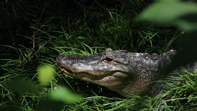 Milan Lemic spent three weeks in the crocodile-infested forest (representational image).(Unsplash) Milan Lemic spent three weeks in the crocodile-infested forest (representational image).(Unsplash)