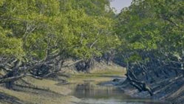 The forest department say the man died in a skirmish between smugglers and guards in Jaldapara National Park in North Bengal. (Representative photo/Getty Images) The forest department say the man died in a skirmish between smugglers and guards in Jaldapara National Park in North Bengal. (Representative photo/Getty Images)