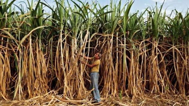 uttar-pradesh-sugarcane-bowl-of-india-hindustan-times