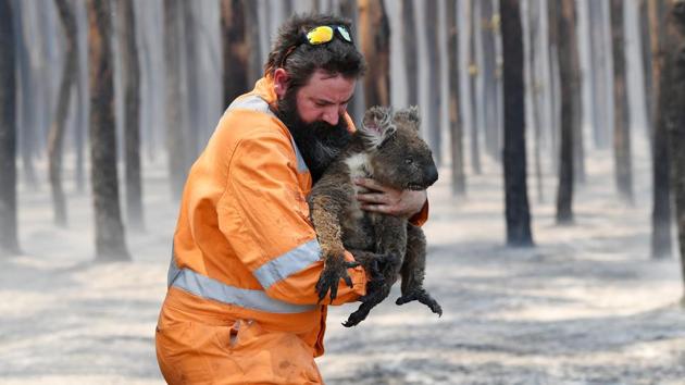 Adelaide wildlife rescuer Simon Adamczyk is seen with a koala rescued at a burning forest near Cape Borda on Kangaroo Island, Australia on January 7. (Reuters) Adelaide wildlife rescuer Simon Adamczyk is seen with a koala rescued at a burning forest near Cape Borda on Kangaroo Island, Australia on January 7. (Reuters)
