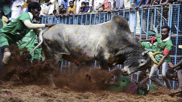 Participants tryto control a bull at the annual bull taming event 'Jallikattu' in Avaniyapuram village on the outskirts of Madurai, Tamil Nadu state. (AP) Participants tryto control a bull at the annual bull taming event 'Jallikattu' in Avaniyapuram village on the outskirts of Madurai, Tamil Nadu state. (AP)