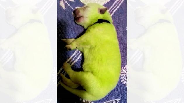 Hulk, the bright green newborn puppy has captured people’s attention.(Facebook/Paul Weiss)