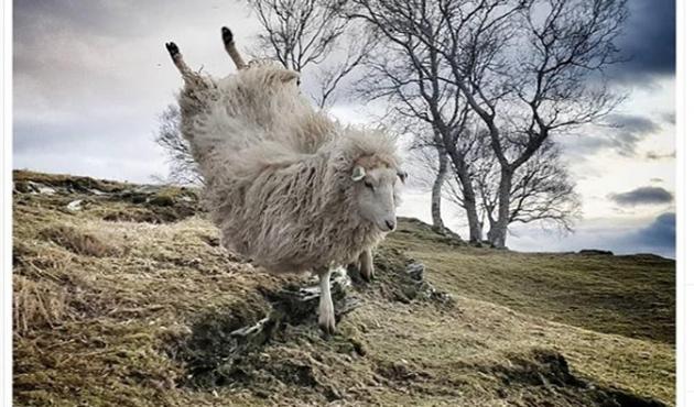 The Norwegian account @worlds_coolest_sheep features the adventures of Odlaug, a sheep that revels, luxuriant fleece and all, in posing for mid-air jumps across the countryside.(Courtesy @Worlds_Coolest_Sheep)