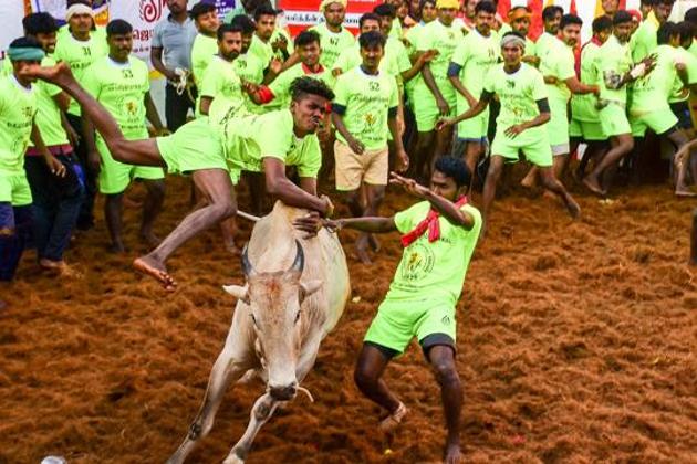 File photo: Participants attempt to tame a bull during Jallikattu in Madurai.(PTI) File photo: Participants attempt to tame a bull during Jallikattu in Madurai.(PTI)