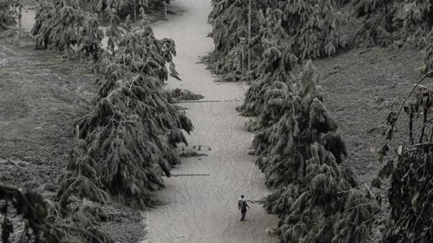 A man walks on a road blanketed with volcanic ash. “We are analysing what this seeming calm of the volcano means,” Maria Antonia Bornas, chief science research specialist at the Philippine Institute of Volcanology and Seismology (Phivolcs), told Reuters. (Eloisa Lopez / REUTERS) A man walks on a road blanketed with volcanic ash. “We are analysing what this seeming calm of the volcano means,” Maria Antonia Bornas, chief science research specialist at the Philippine Institute of Volcanology and Seismology (Phivolcs), told Reuters. (Eloisa Lopez / REUTERS)