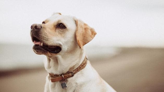 During its stay, the dog happily roamed around the premises with both of them adding to the confusion. (representational image) (Unsplash) During its stay, the dog happily roamed around the premises with both of them adding to the confusion. (representational image) (Unsplash)