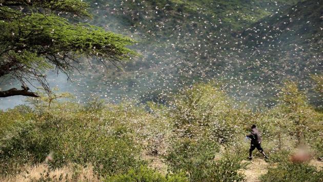 An Ethiopian farmer attempts to fend off desert locusts as they fly in his khat farm on the outskirts of Jijiga in Somali, Ethiopia. (Giulia Paravicini/REUTERS) An Ethiopian farmer attempts to fend off desert locusts as they fly in his khat farm on the outskirts of Jijiga in Somali, Ethiopia. (Giulia Paravicini/REUTERS)