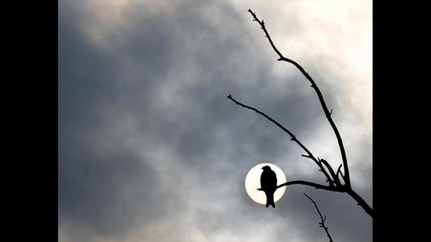 A bird is silhouetted against the afternoon sun as dark clouds fill the sky at Delhi University in New Delhi. (Sanchit Khanna/HT Photo) A bird is silhouetted against the afternoon sun as dark clouds fill the sky at Delhi University in New Delhi. (Sanchit Khanna/HT Photo)
