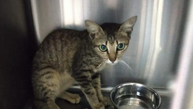 Local people said they noticed the kitten four days ago after they heard mewing. (Facebook/Kochi Metro) Local people said they noticed the kitten four days ago after they heard mewing. (Facebook/Kochi Metro)