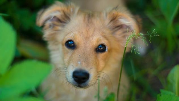 Free-roaming dogs, which have never lived with human companions, are capable of following pointing cues to locate food rewards.(UNSPLASH)