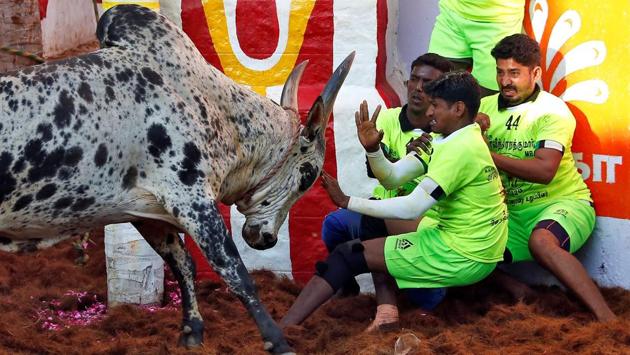 Villagers try to dodge a bull during the Jallikattu festival on the outskirts of Madurai town, Tamil Nadu. (P Ravikumar/REUTERS) Villagers try to dodge a bull during the Jallikattu festival on the outskirts of Madurai town, Tamil Nadu. (P Ravikumar/REUTERS)