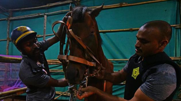 Mumbai police has presently acquired 13 horses between the ages of 8 years and 10 years. Eleven of the 13 horses will participate in the Republic Day parade and then start their duties the next day with patrolling the city’s western shoreline, Deshmukh said. (Vijayanand Gupta / HT Photo) Mumbai police has presently acquired 13 horses between the ages of 8 years and 10 years. Eleven of the 13 horses will participate in the Republic Day parade and then start their duties the next day with patrolling the city’s western shoreline, Deshmukh said. (Vijayanand Gupta / HT Photo)