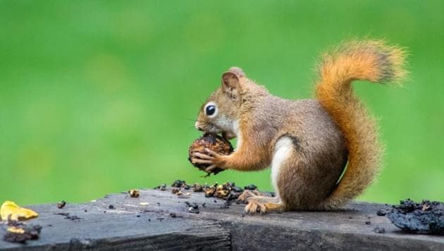 The study found that grey squirrels who strongly favoured one side had to learn to use a paw, rather than their mouth to get nuts.(UNSPLASH)