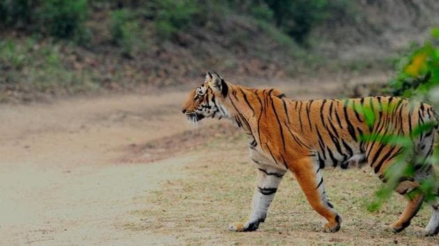 The photographs capture the wild animals in their natural habitat and are a treat to the eyes. The photographs capture the wild animals in their natural habitat and are a treat to the eyes.