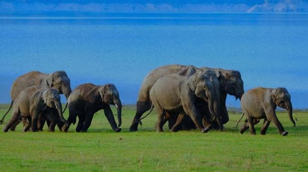 Stunning visuals, coupled with a glimpse into the daily activities of these creatures make the exhibition a must see. Stunning visuals, coupled with a glimpse into the daily activities of these creatures make the exhibition a must see.