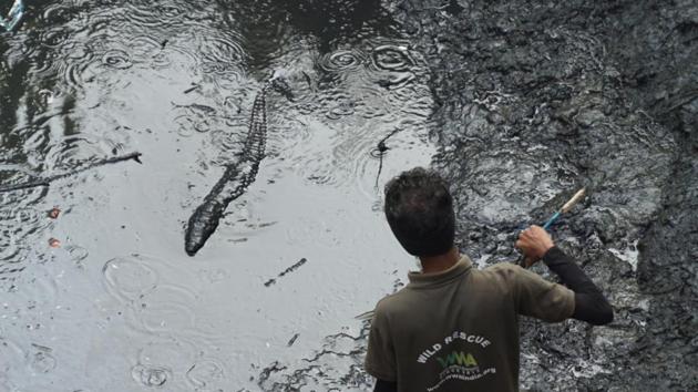 Rescuers believe that the crocodile might have entered the private property from some water stream.(HT Photo/Praful)