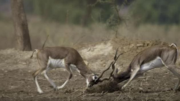 Wild Karnataka is India’s first 4K blue chip natural history documentary on the rich biodiversity of the Indian state of Karnataka. 