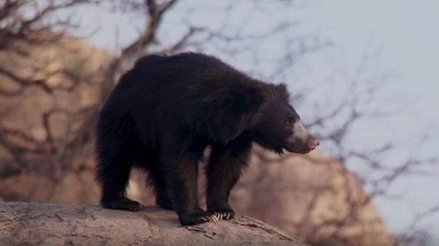 Indian film-makers led by Amoghavarsha and Kalyan Varma recorded animal behaviours in the film, that were previously never recorded. 