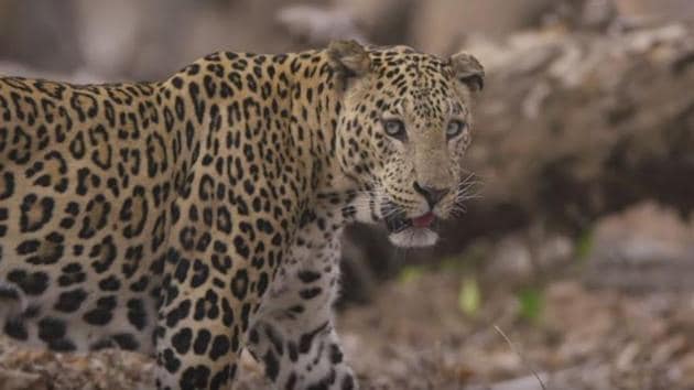 From otters chasing tigers to an Indian leopard hunt and dancing frogs to drone footage of elephants and tigers it provides an absolute visual spectacle for Indian film viewers that’s also educational in nature. 