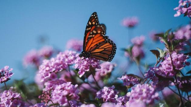 California’s monarch butterflies critically low.(UNSPLASH) California’s monarch butterflies critically low.(UNSPLASH)