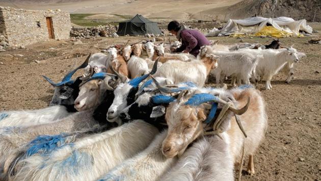 Changpa nomad Sonam Yangzom ties pashmina goats before milking them. Pashmina, a highly coveted cashmere wool, comes from the fine undercoat of a Himalayan goat found in India, Nepal, Tibet and Central Asia. But the pashmina from Changtang is seen by purists as the best. For this exceptionally warm, light and fine fibre, the animals need the particular climatic conditions of the Changpa’s homeland. (Noemi Cassanelli / AFP)