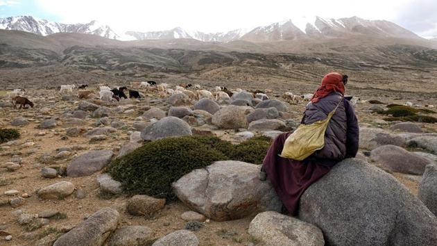 Photos: Climate change, Ladakh nomads and the future of pashmina wool ...