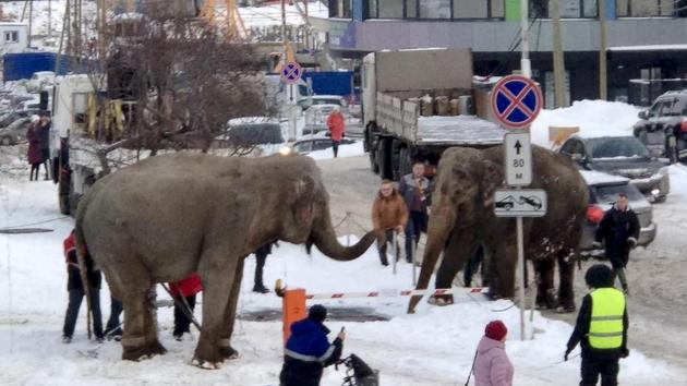 The two elephants on snowy streets in Russia.(AP)