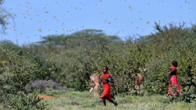 Invading locusts spring into flight from ground vegetation as young girls in traditional Samburu-wear run past to their cattle at Larisoro village near Archers Post, Kenya. The outbreak of desert locusts is “significant and extremely dangerous” warned the United Nations’ Food and Agriculture Organisation, describing the infestation as an eminent threat to food security in months to come. (Tony Karumba / AFP) Invading locusts spring into flight from ground vegetation as young girls in traditional Samburu-wear run past to their cattle at Larisoro village near Archers Post, Kenya. The outbreak of desert locusts is “significant and extremely dangerous” warned the United Nations’ Food and Agriculture Organisation, describing the infestation as an eminent threat to food security in months to come. (Tony Karumba / AFP)