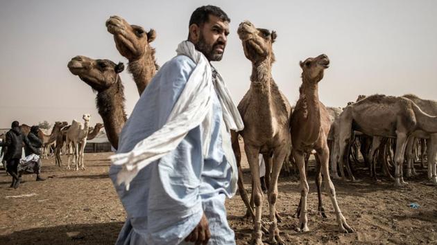 A camel seller is seen in the largest camel market in Nouakchott, Mauritiana. A camel can be sold for around 550 euros and is used for its meat and milk. The milk is used to make camel cheese and yogurts. (John Wessels / AFP) A camel seller is seen in the largest camel market in Nouakchott, Mauritiana. A camel can be sold for around 550 euros and is used for its meat and milk. The milk is used to make camel cheese and yogurts. (John Wessels / AFP)