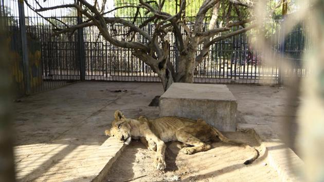 A sick and malnourished lioness sleeps in its cage at al-Qureshi Park in the Sudanese capital Khartoum. One of five malnourished lions held at a park in the Sudanese capital dies this week, amid a growing online campaign to save the animals. (Ashraf Shazly / AFP) A sick and malnourished lioness sleeps in its cage at al-Qureshi Park in the Sudanese capital Khartoum. One of five malnourished lions held at a park in the Sudanese capital dies this week, amid a growing online campaign to save the animals. (Ashraf Shazly / AFP)