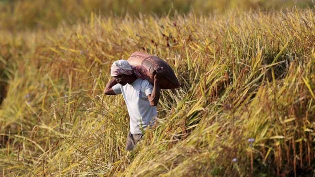 A farmer carries paddy seeds in a sack in Umwang village, on the outskirts of Gauhati, India.(AP) A farmer carries paddy seeds in a sack in Umwang village, on the outskirts of Gauhati, India.(AP)