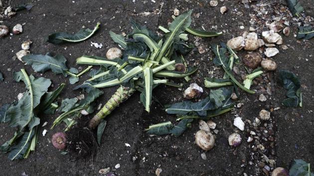 Turnips thrown at Jarramplas are seen on the ground during the Jarramplas festival. Two small towns in Extremadura, a province west of Madrid, offer unusual winter spectacles. One involves men putting on animal hides that make them look like Chewbacca of the “Star Wars” series and another involves pelting a harlequin-type figure with raw turnips. (Manu Fernandez / AP)