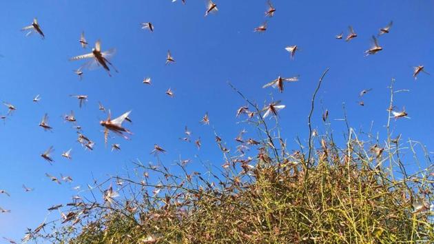 The Punjab chief minister has called for a national-level coordinated locust control mechanism that uses modern technology, helicopters and drones for spraying insecticides, to control the spread.(HT Photo)