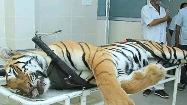 This handout photo released by the Maharashtra Forest Department on November 3, 2018 shows the dead body of the tiger known to hunters as T1 after being shot.(File photo)