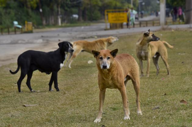 As per the information, as many as 7,416 dog bite cases were reported in the year 2019 (including those from outside MC limits.(Gurpreet Singh/HT)