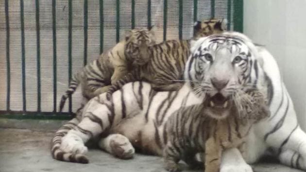 Tiger mom and her cubs [Amazing Photo of the Day]