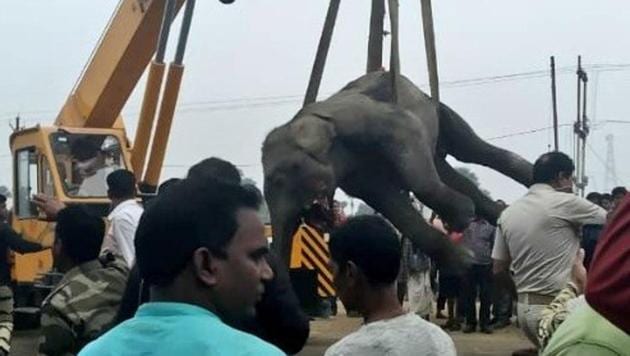 A female elephant in the herd was mauled by the speeding vehicle and got stuck between the wheels. It took a crane to extricate the dead elephant from under the truck.(HT PHOTO.)