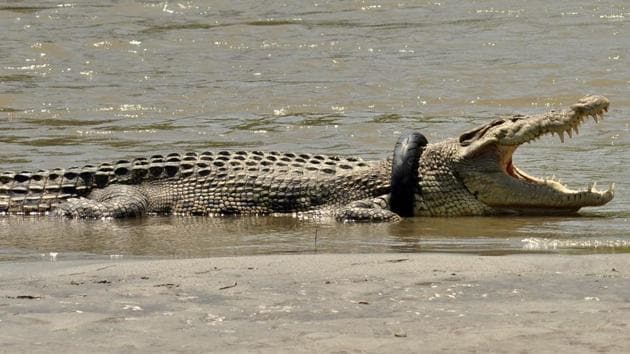 This picture taken on November 4, 2016 shows a saltwater crocodile with a tyre around its neck in the Palu river in Palu, Central Sulawesi.(AFP)