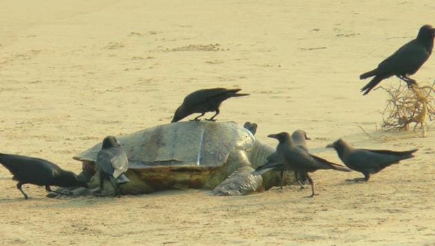 Conservationists in Paradip said more than a hundred Olive Ridley turtles were found dead on the beach between the Hanuman temple and Sandhakuda area this morning with dogs and crows feasting on the carcasses.(HT PHOTO.)