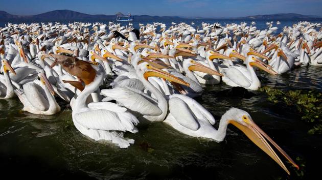 White pelicans, one of the largest birds from Canada and the United States, are seen at the shore of the Chapala lagoon in Cojumatlan, Mexico. White pelicans travel thousands of kilometers migrating from the low temperatures of North America. (Ulises Ruiz / AFP) White pelicans, one of the largest birds from Canada and the United States, are seen at the shore of the Chapala lagoon in Cojumatlan, Mexico. White pelicans travel thousands of kilometers migrating from the low temperatures of North America. (Ulises Ruiz / AFP)