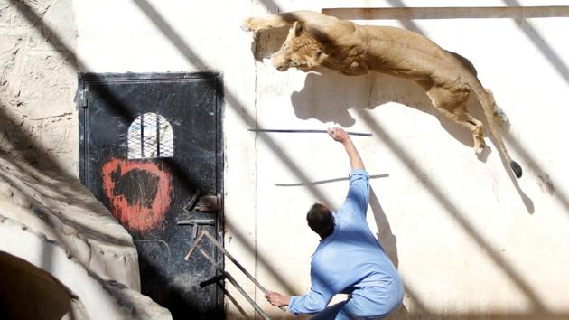 A coach uses a stick to provoke a lioness from the pride of Frans, a lion previously owned by Yemen's ex-president Ali Abdullah Saleh at the Sanaa Zoo, Yemen. (Mohamed al-Sayaghi / REUTERS) A coach uses a stick to provoke a lioness from the pride of Frans, a lion previously owned by Yemen's ex-president Ali Abdullah Saleh at the Sanaa Zoo, Yemen. (Mohamed al-Sayaghi / REUTERS)