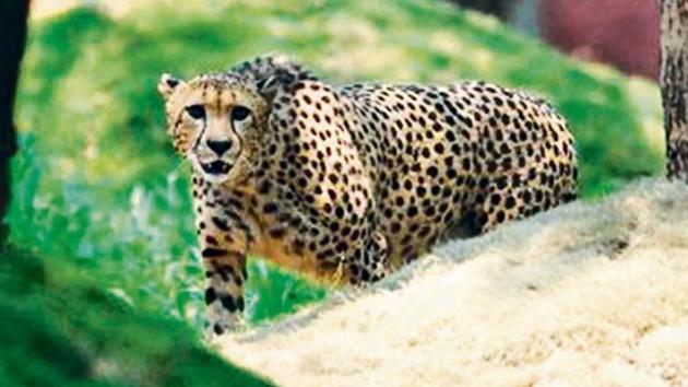 A male African cheetah released at his enclosure at the Nehru Zoological Park in Hyderabad. A male African cheetah released at his enclosure at the Nehru Zoological Park in Hyderabad.