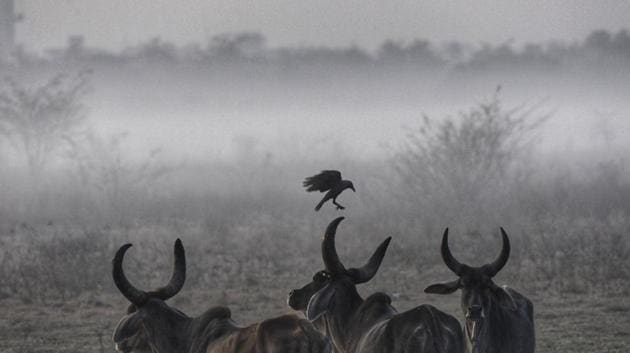Cows on a foggy morning, after late night rain, in the outskirts of Najafgarh in Dwarka, New Delhi. (Vipin Kumar / HT Photo)