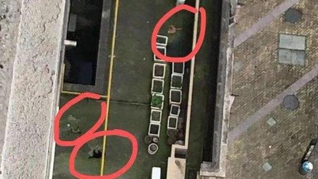 Pictures of Chinese pet owners throwing their pets off tower have been making rounds in the Internet. (@Ababajiks/Twitter) Pictures of Chinese pet owners throwing their pets off tower have been making rounds in the Internet. (@Ababajiks/Twitter)